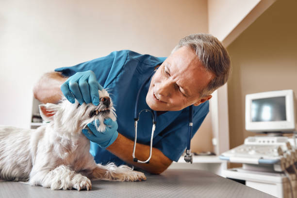 Best Emergency Dentist for Special Needs Patients in White Marsh, MD